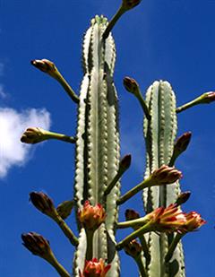 سرئوس جاماکارو